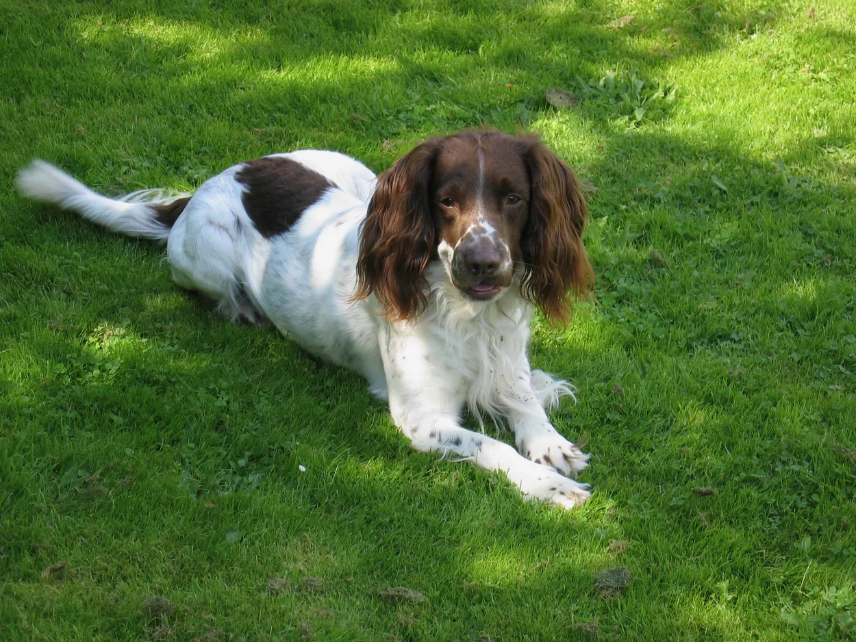 A liver-and-white English Springer Spaniel lying on a lawn