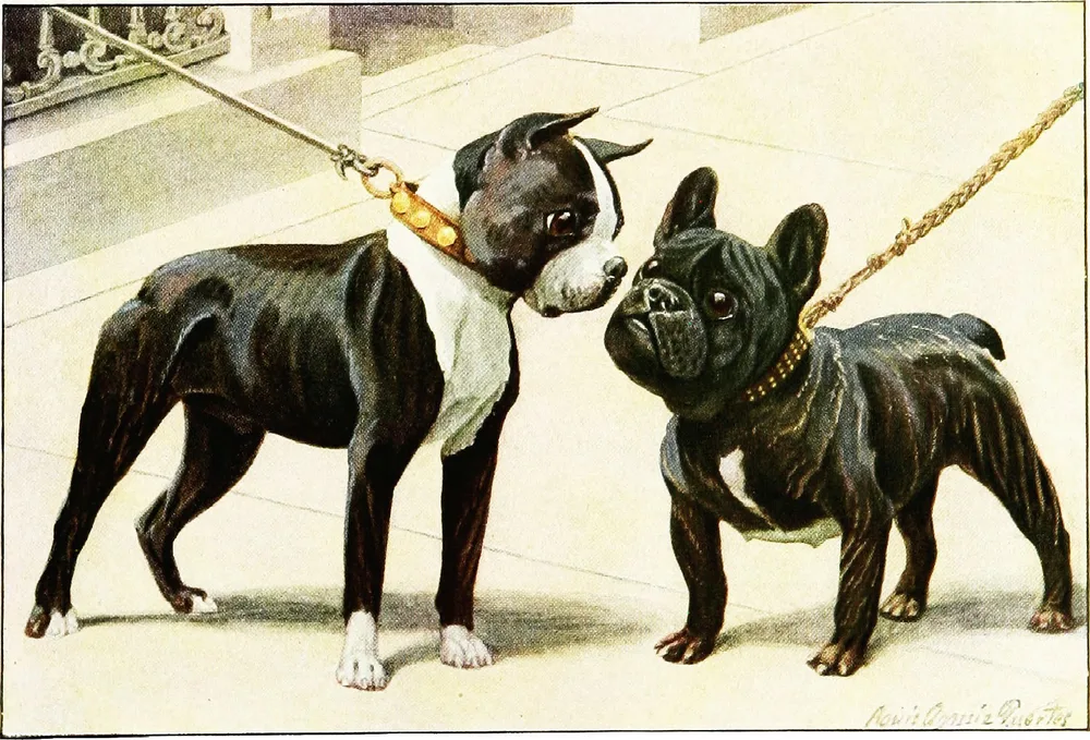 1919 painting of a French Bulldog (right) meeting a Boston Terrier on a city pavement