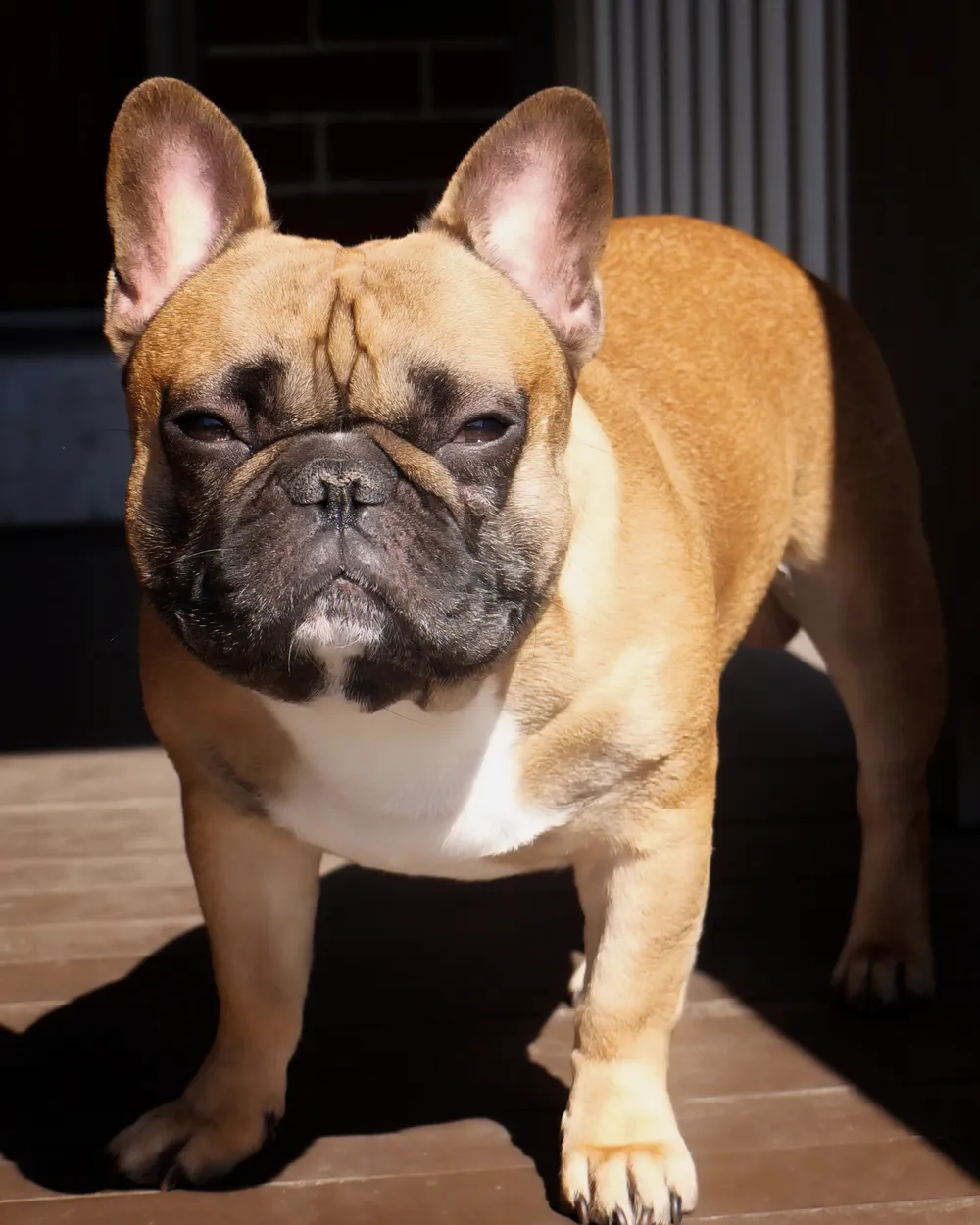 A fawn French Bulldog with upright bat ears