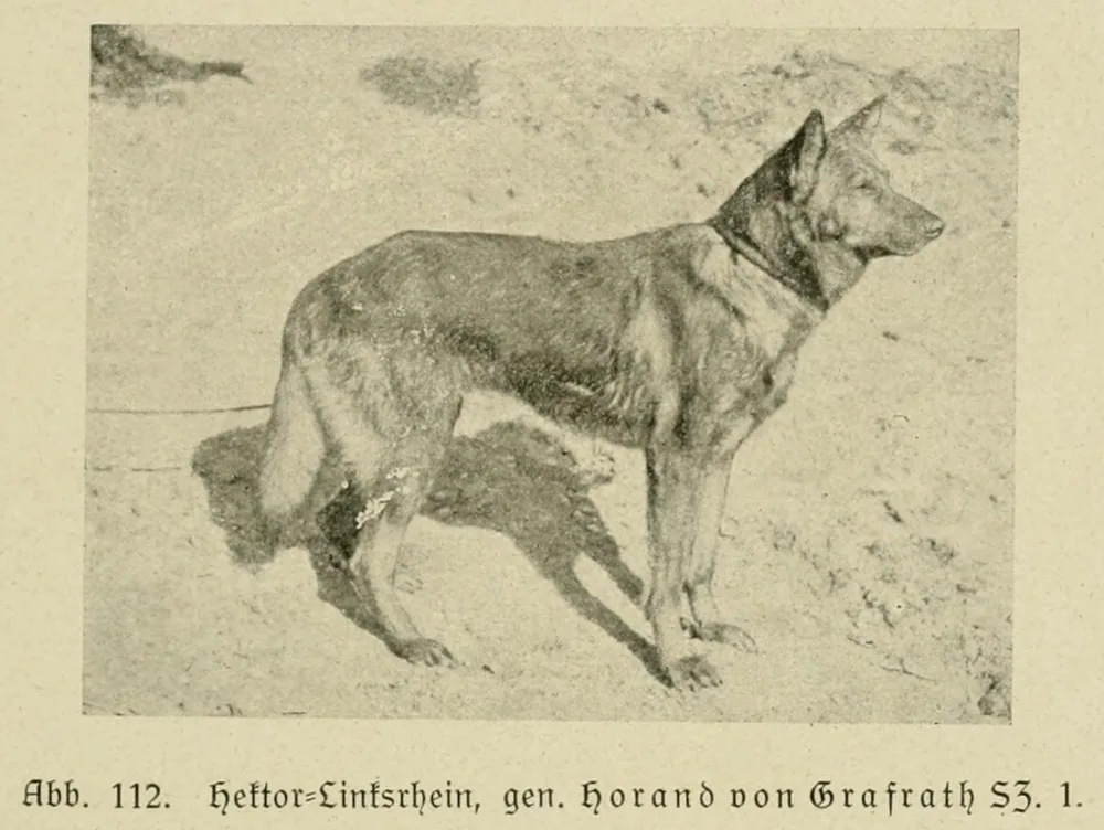 Photograph of Horand von Grafrath, a wolf-grey shepherd dog standing in profile on sandy ground, with the book's printed caption 'Abb. 112. Hektor-Linksrhein, gen. Horand von Grafrath SZ. 1.'