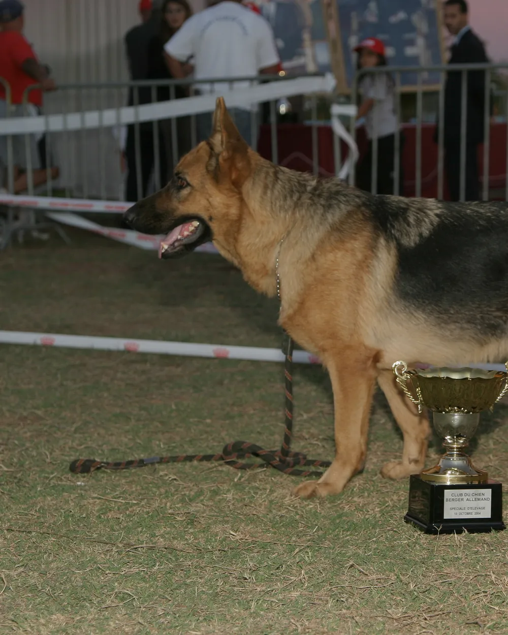 A black-and-tan German Shepherd Dog standing beside a trophy at a show