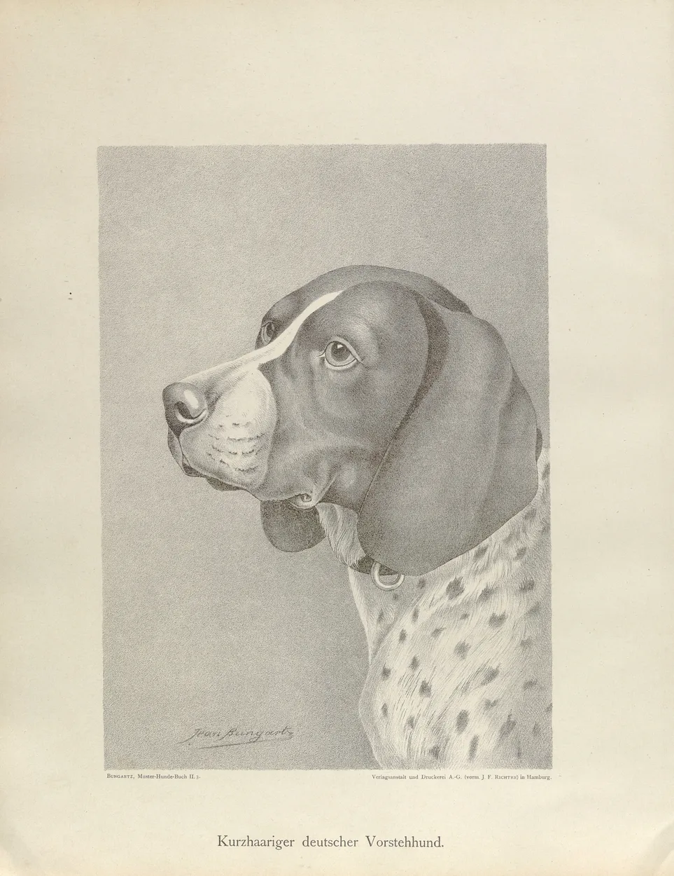 Jean Bungartz's 1890 drawing of the head of a German Shorthaired Pointer (Kurzhaariger deutscher Vorstehhund)