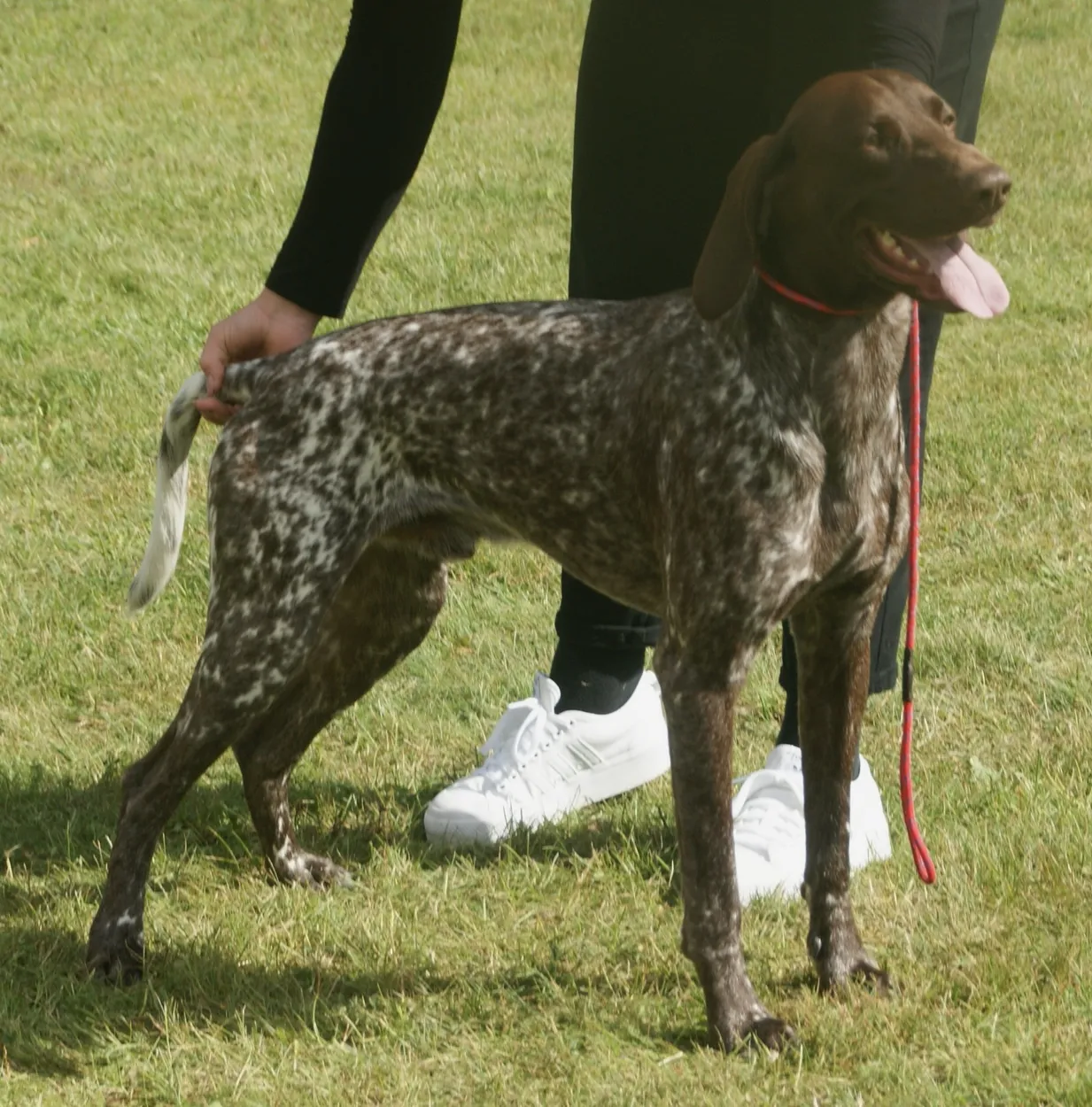 An adult male liver-roan German Shorthaired Pointer standing on grass, held by a handler