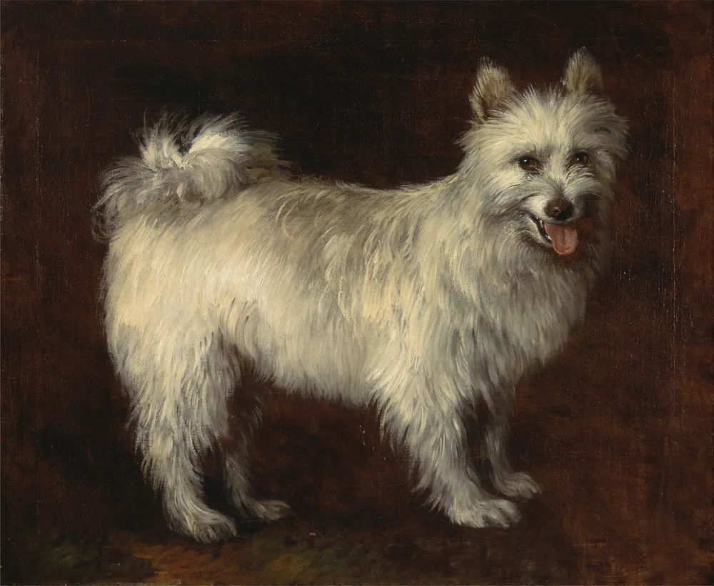 Thomas Gainsborough's painting of a white spitz dog