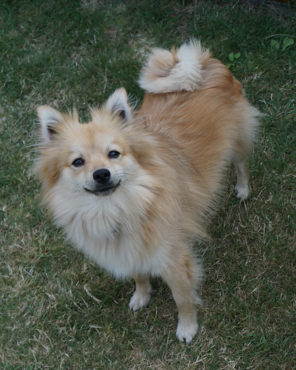 A cream German Spitz (Mittelspitz, the medium size) standing on grass