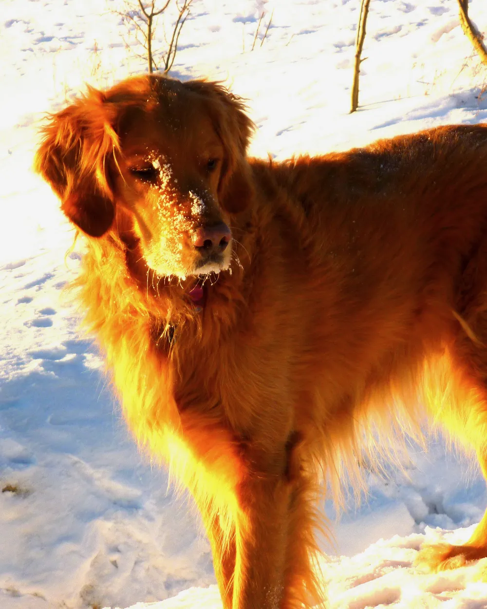 A deep-gold Golden Retriever standing in sunlit snow