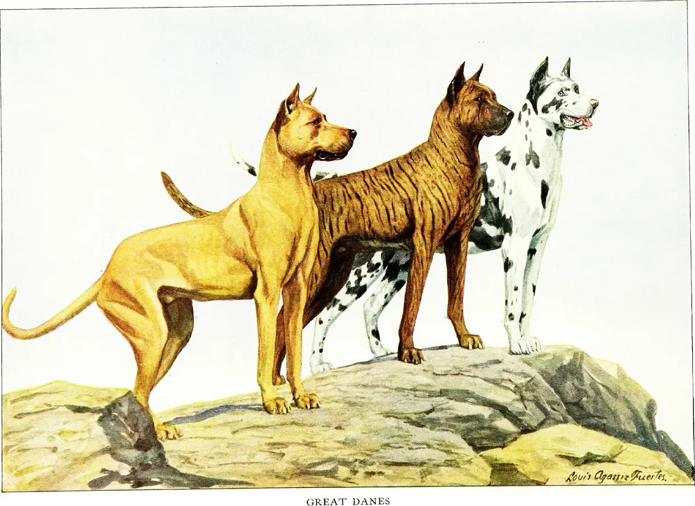1919 painting of three Great Danes in fawn, brindle and harlequin