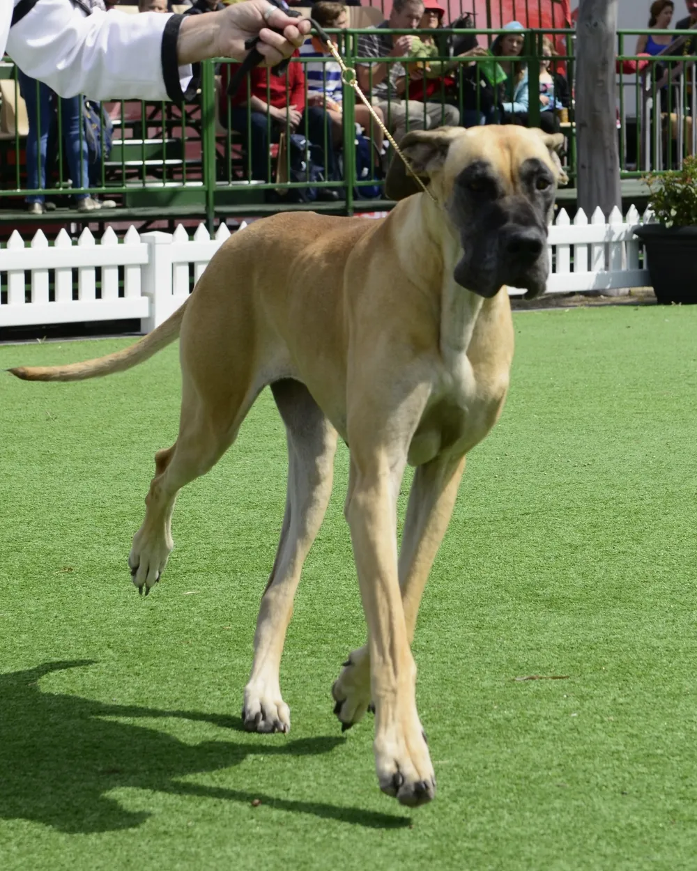 An adult fawn Great Dane with a black mask and natural ears, gaiting in the show ring at the 2013 Royal Melbourne Show