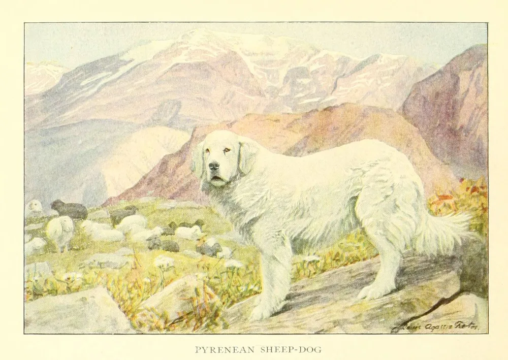 Louis Agassiz Fuertes's 1919 painting of a white Pyrenean sheep-dog guarding sheep in the mountains