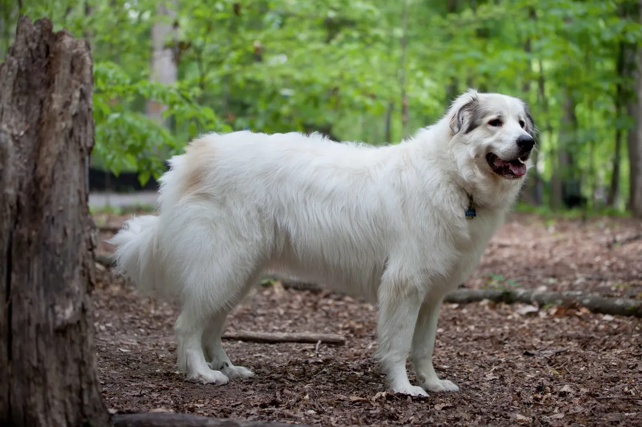 A white Great Pyrenees with pale badger markings on its head, standing among trees