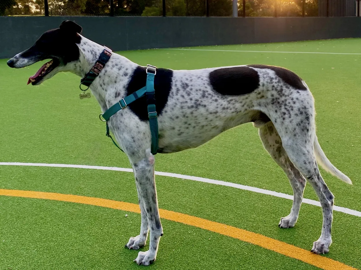 An adult white-and-black Greyhound standing side-on, showing its narrow head, deep chest, tucked-up belly and long legs
