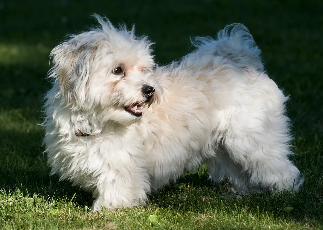 A cream Havanese with a long, soft coat standing on grass