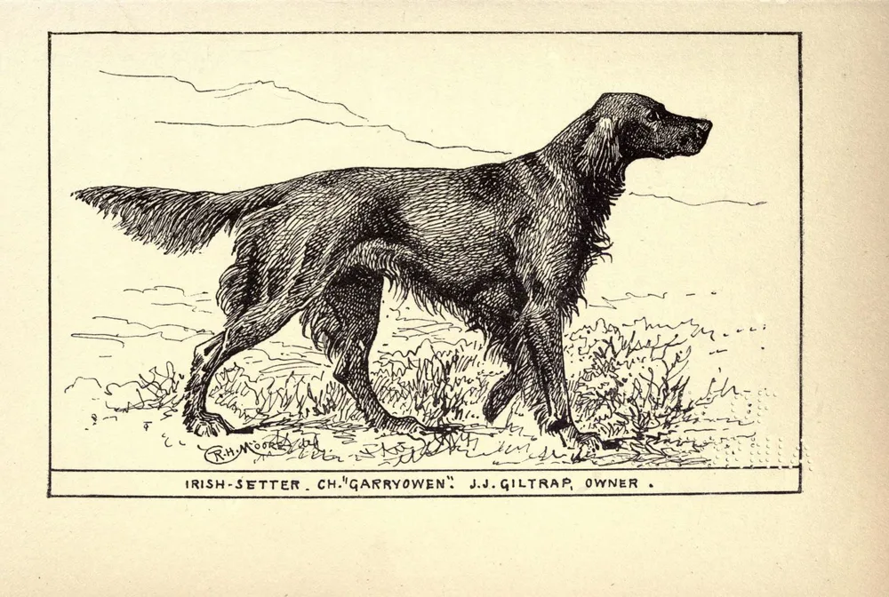 1900 engraving of the Irish Setter Ch. Garryowen standing on point