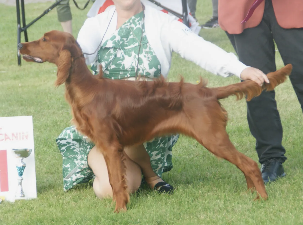 An adult female Irish Setter stacked side-on at a dog show, showing her deep mahogany-red coat, feathered ears, legs and tail, and elegant setter outline.