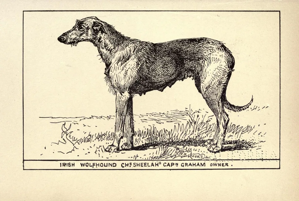 1900 engraving of the Irish Wolfhound Ch. Sheelah, owned by Captain Graham