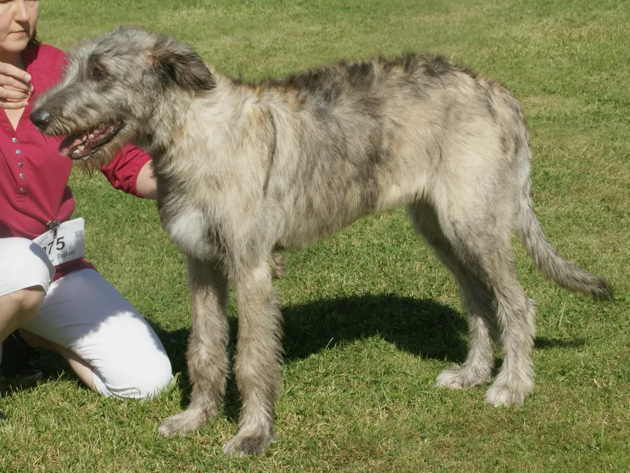 An adult brindle male Irish Wolfhound standing side-on on grass, showing its giant sighthound build: long legs, deep chest, long body and rough coat.