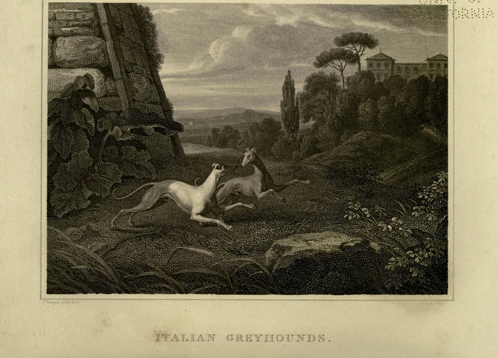 Engraving of two Italian Greyhounds resting in an Italianate landscape, from The Sportsman's Repository