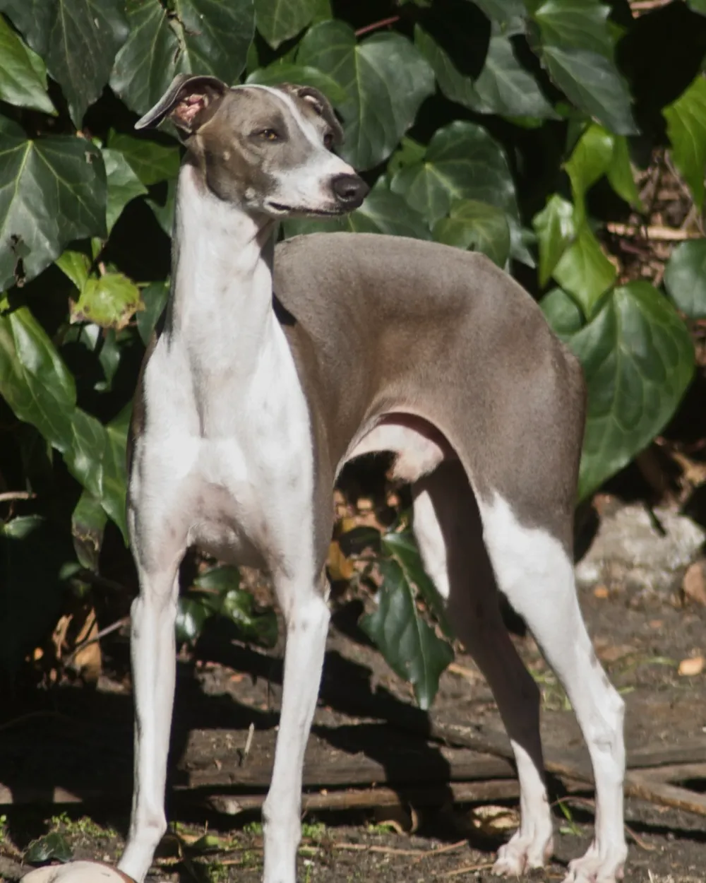 A grey-and-white male Italian Greyhound standing in front of ivy