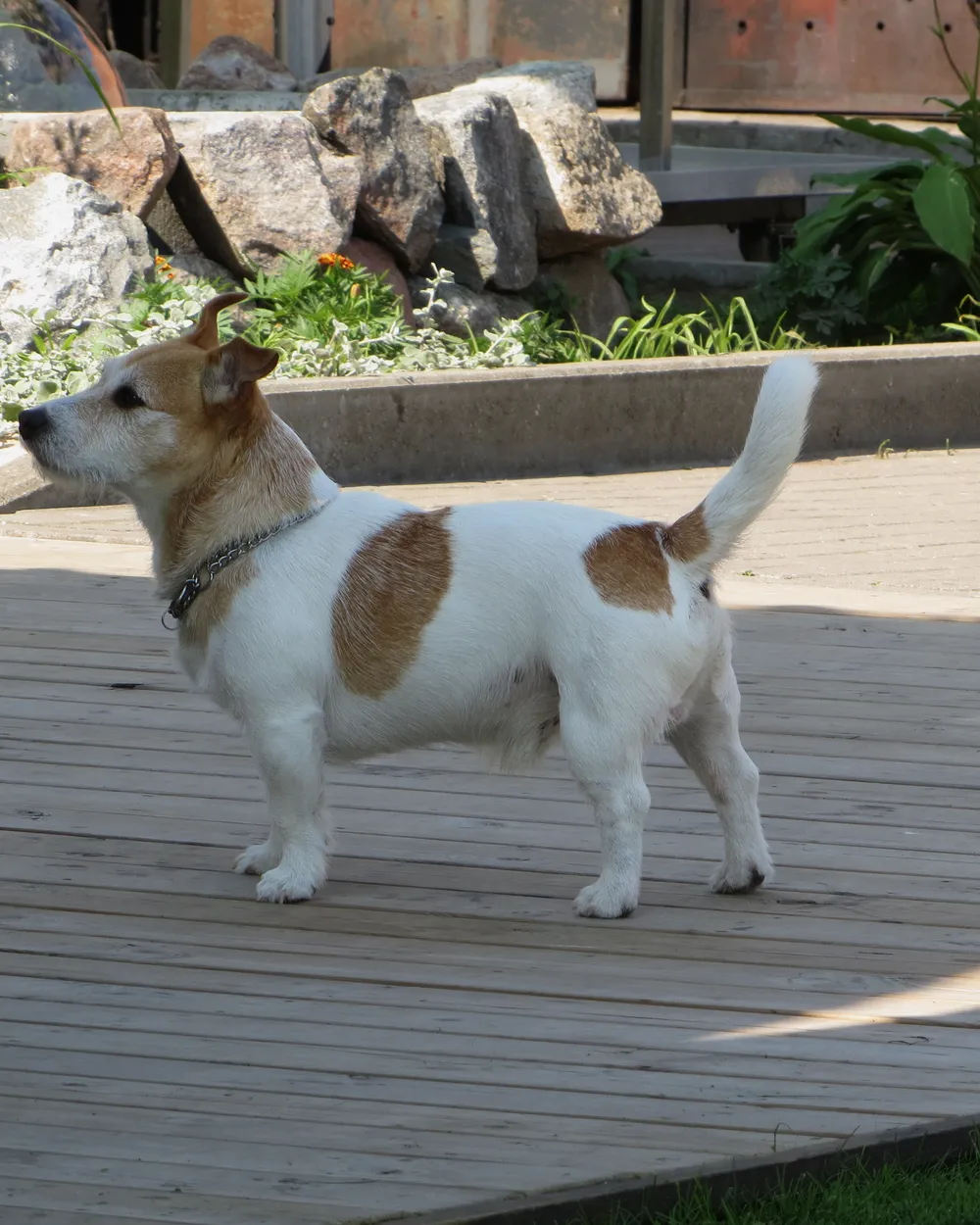A white-and-tan Jack Russell Terrier standing on a wooden deck