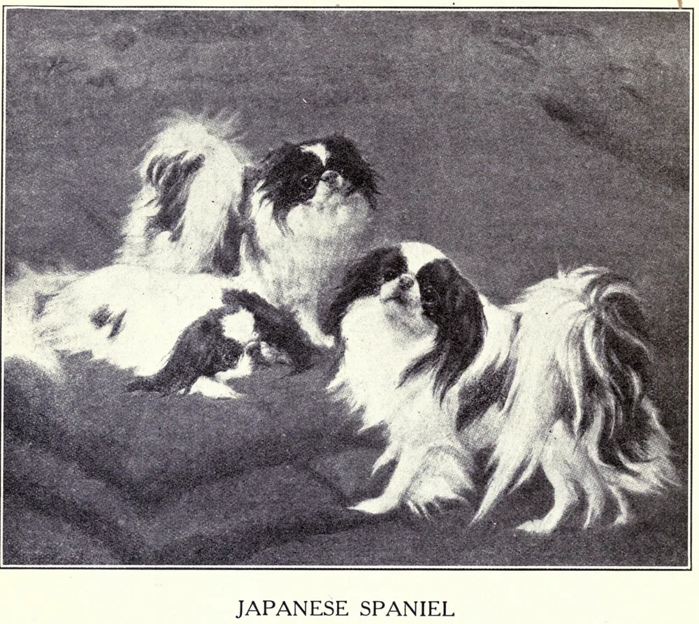 刊于 1915 年的照片：三只黑白色长毛日本狆卧在软垫上，原书图注为“Japanese Spaniel”