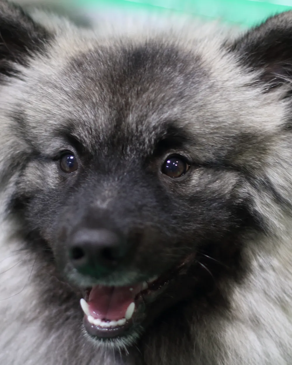 Head of a grey Keeshond showing the dark 'spectacle' markings around its eyes