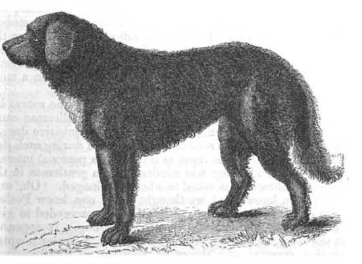 1847 engraving headed 'The Labrador Dog': a very large, long-coated dark dog standing in profile