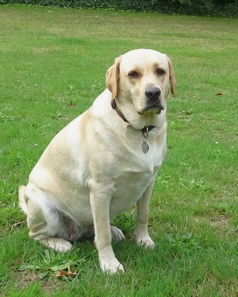 A yellow Labrador Retriever sitting on a lawn