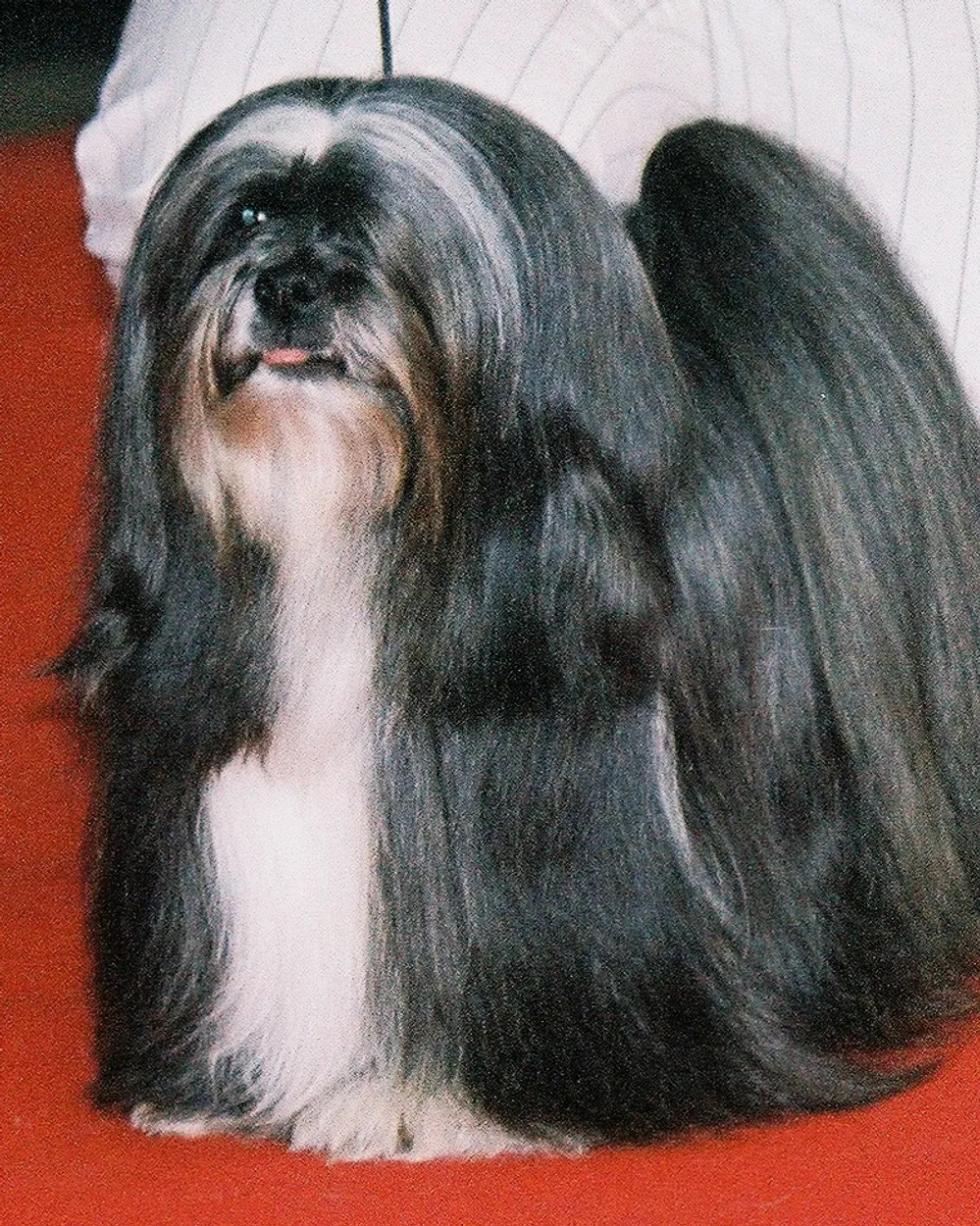 An adult black-and-white Lhasa Apso in a long, heavy, straight coat, standing at a dog show and facing the camera.