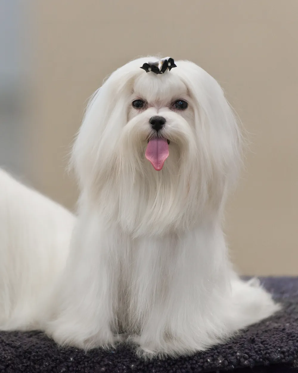 A pure-white Maltese with a long silky coat and topknot