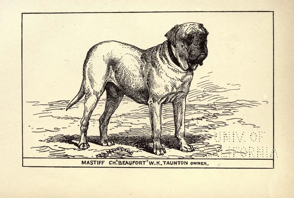 1900 engraving of the Mastiff Ch. Beaufort standing in profile