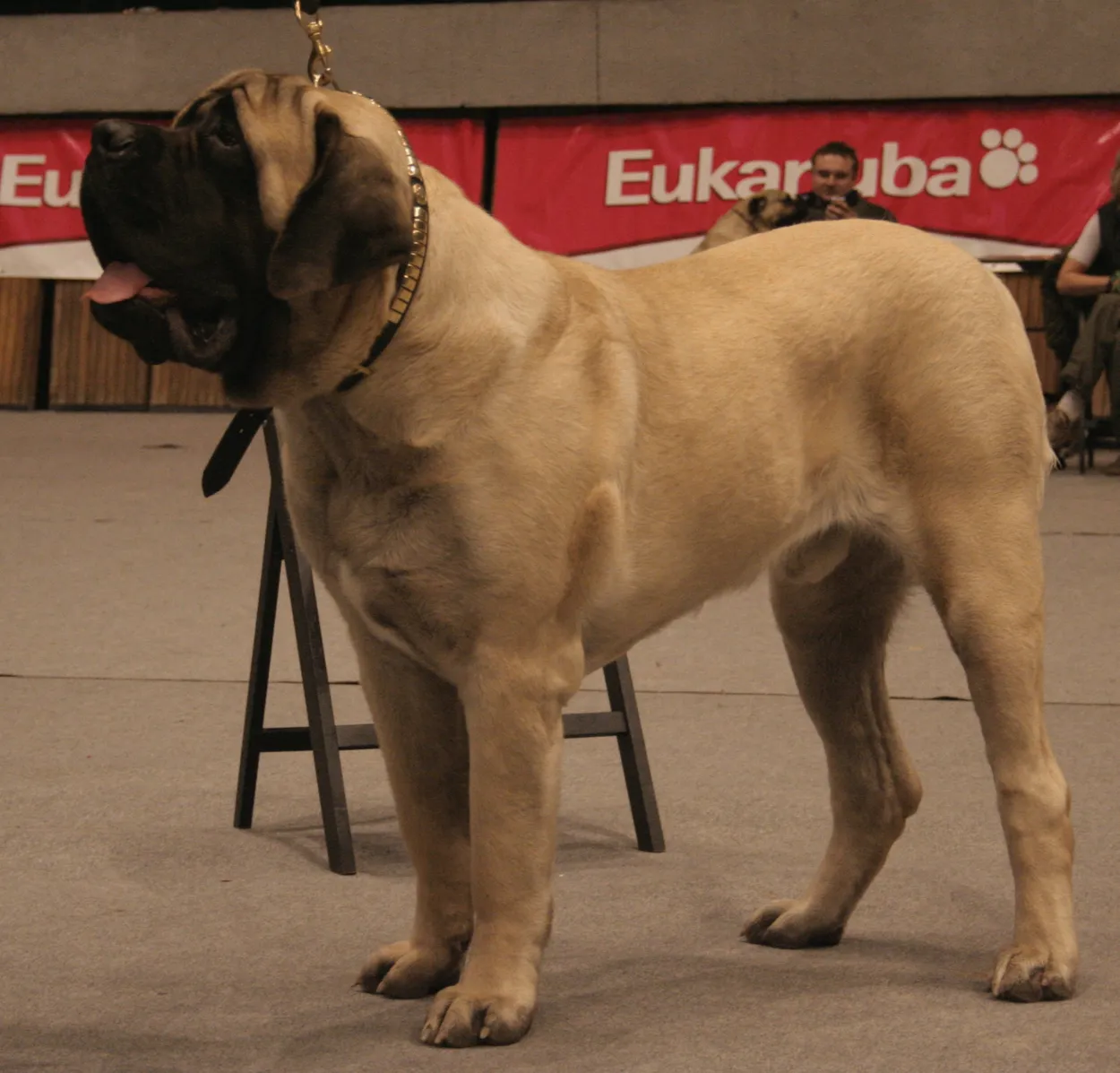 An adult fawn English Mastiff with a black mask, standing at a dog show