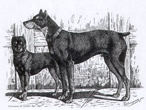 Jean Bungartz's 1884 drawing of a German Pinscher with a smaller Miniature Pinscher (Zwergpinscher) in front