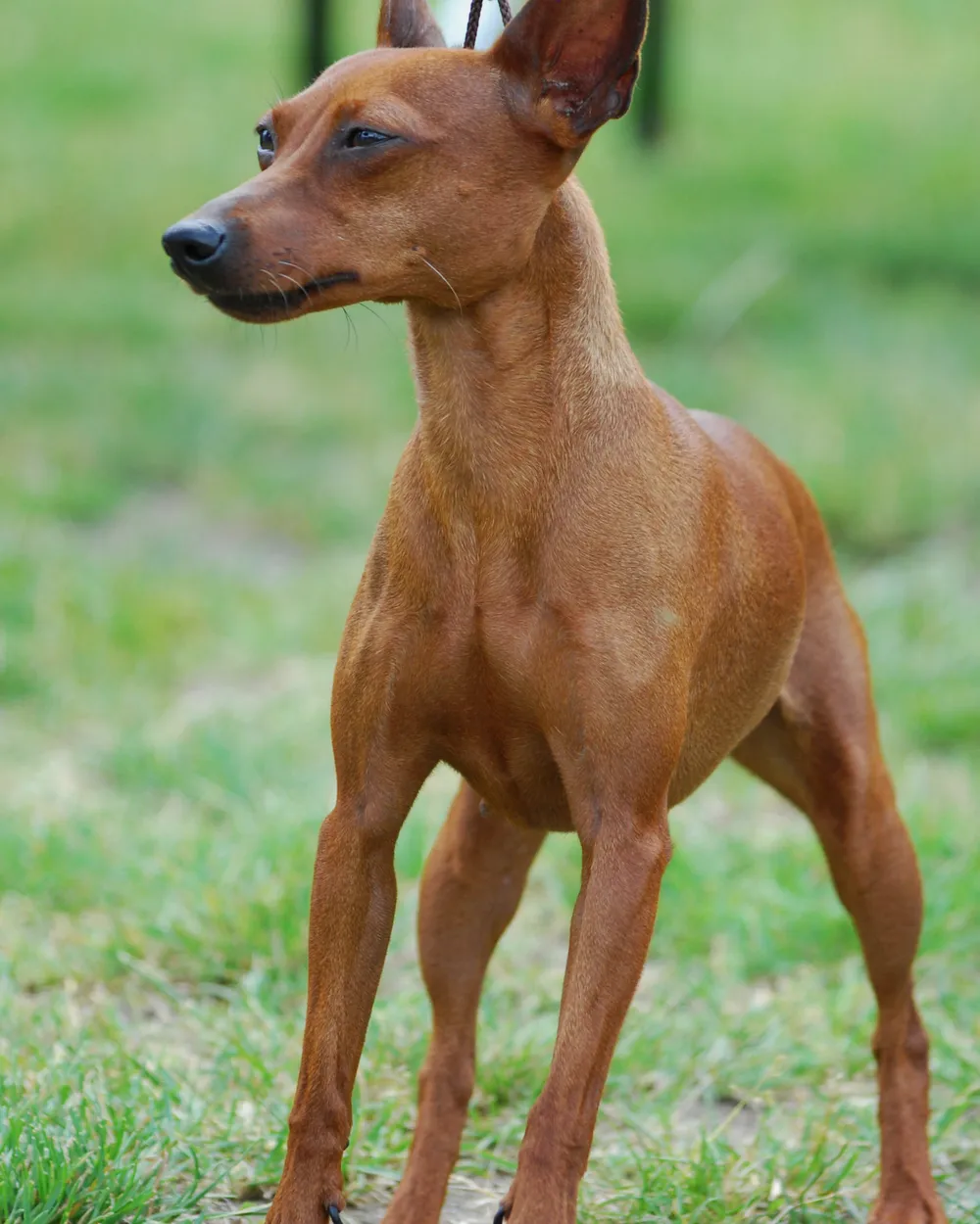A red Miniature Pinscher standing on grass with its ears erect