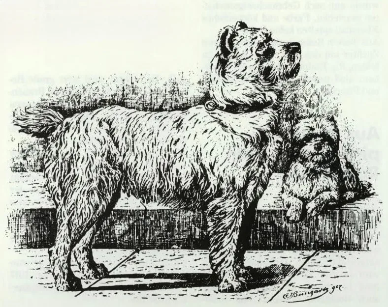 Jean Bungartz's 1888 drawing of a wire-haired Pinscher and a smaller wire-haired miniature Pinscher