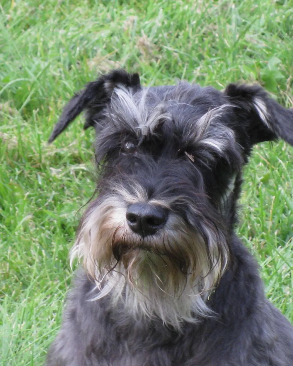 Head of a salt-and-pepper Miniature Schnauzer with its beard and eyebrows