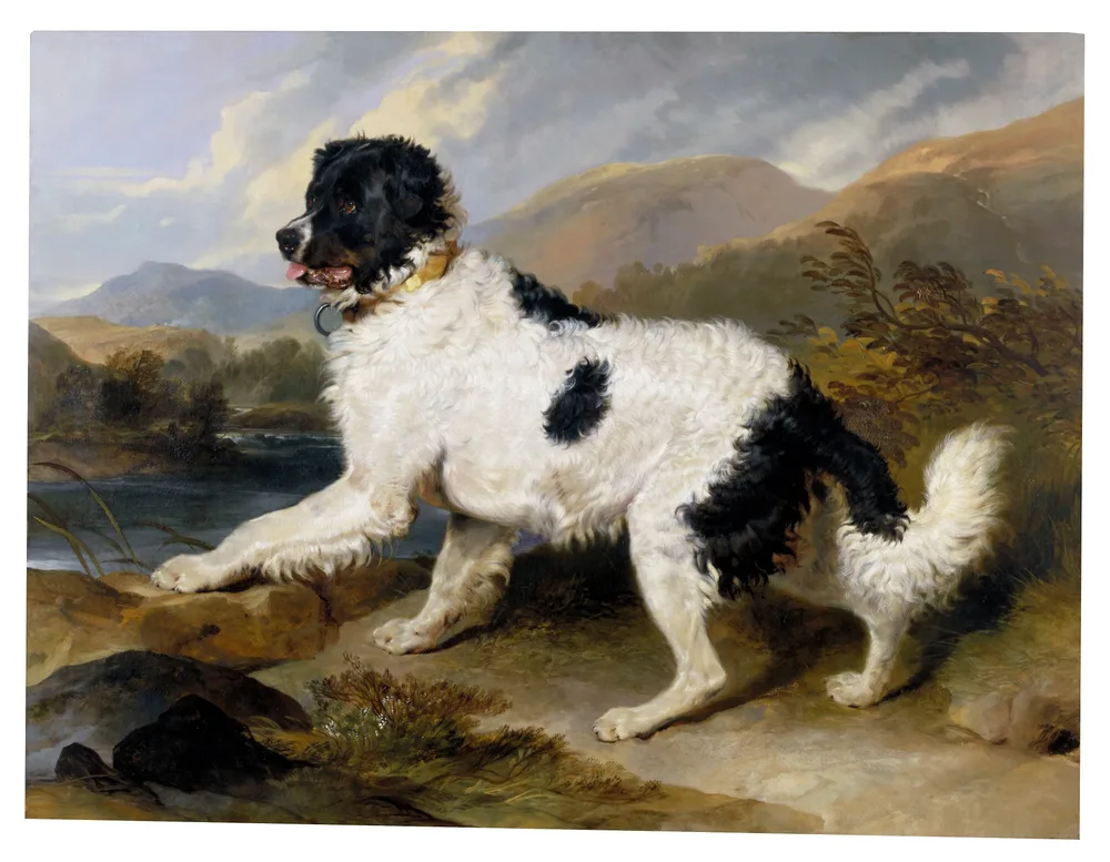 Edwin Landseer's 1824 painting 'Lion: A Newfoundland Dog', a black-and-white dog on a rocky shore