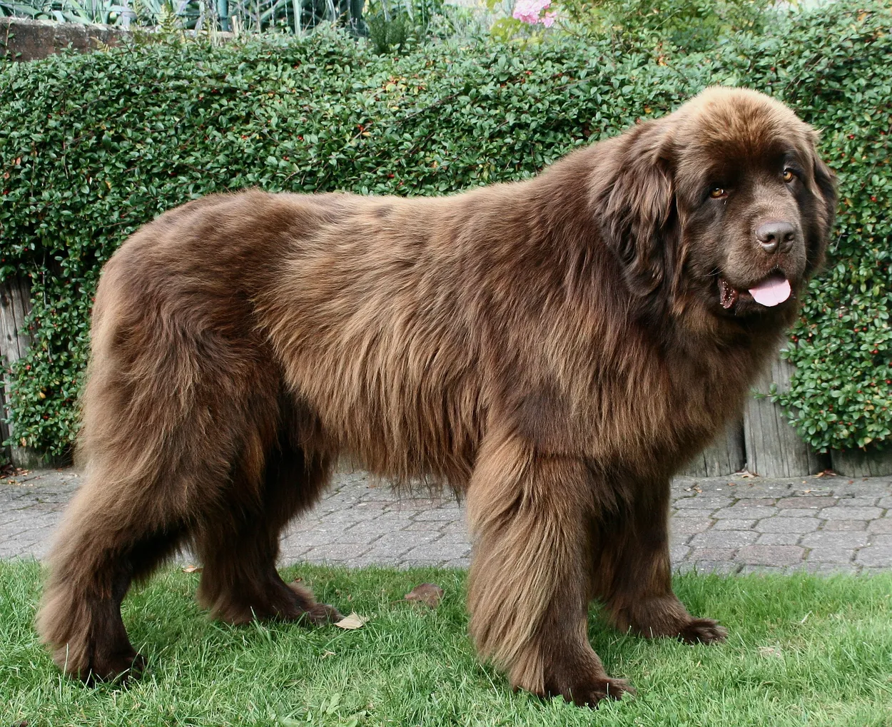 An adult brown male Newfoundland standing on grass in front of a hedge