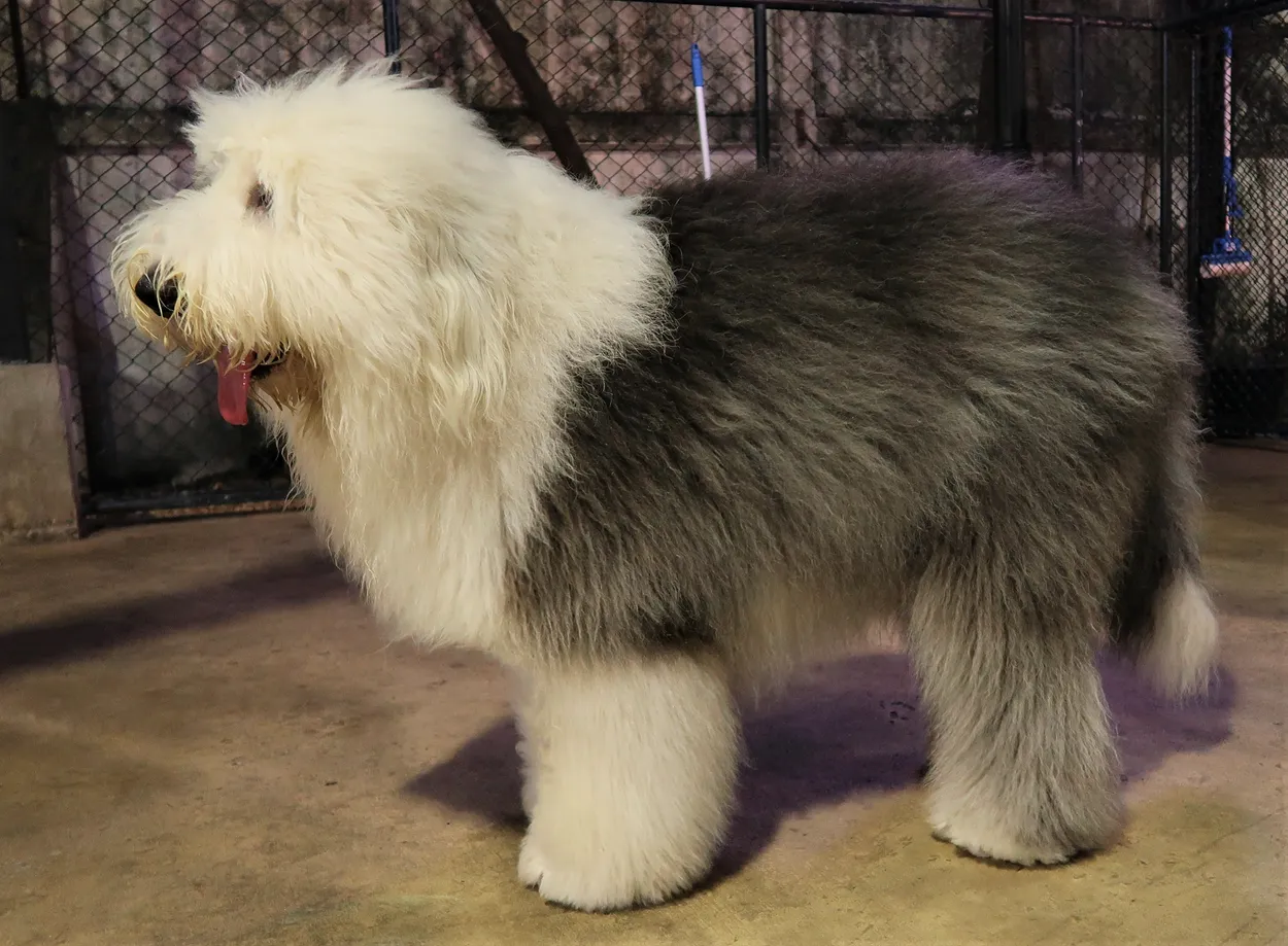 一只灰白色古代英国牧羊犬留着完整被毛，侧身站立