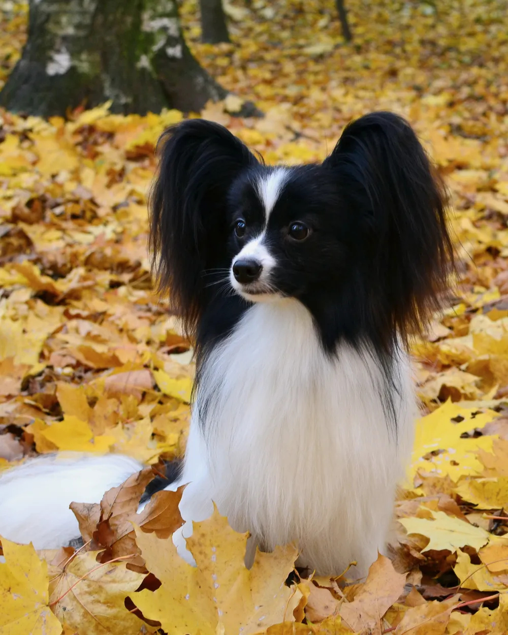 A black-and-white Papillon with large fringed ears, sitting in autumn leaves