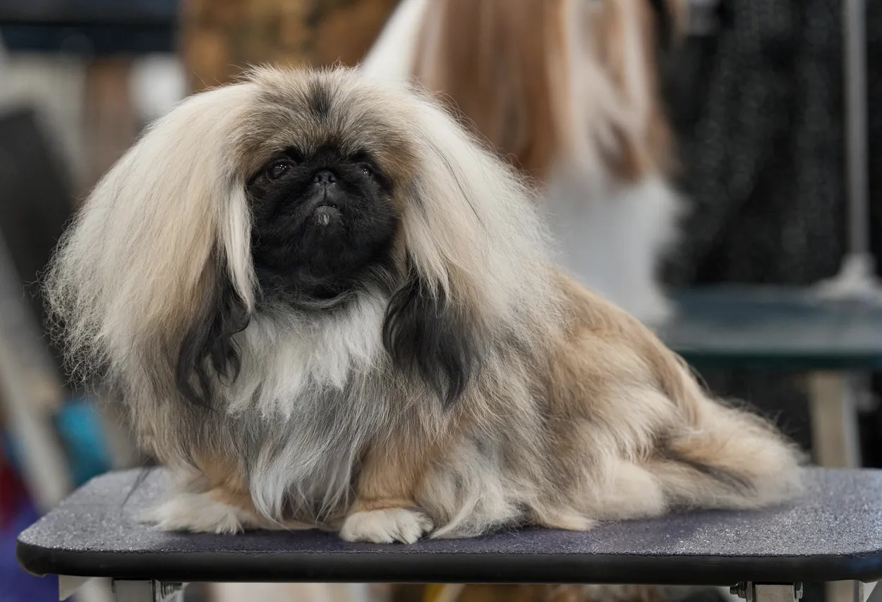 An adult fawn Pekingese in full coat on a grooming table, showing its broad flat face, lion-like mane and low, compact body