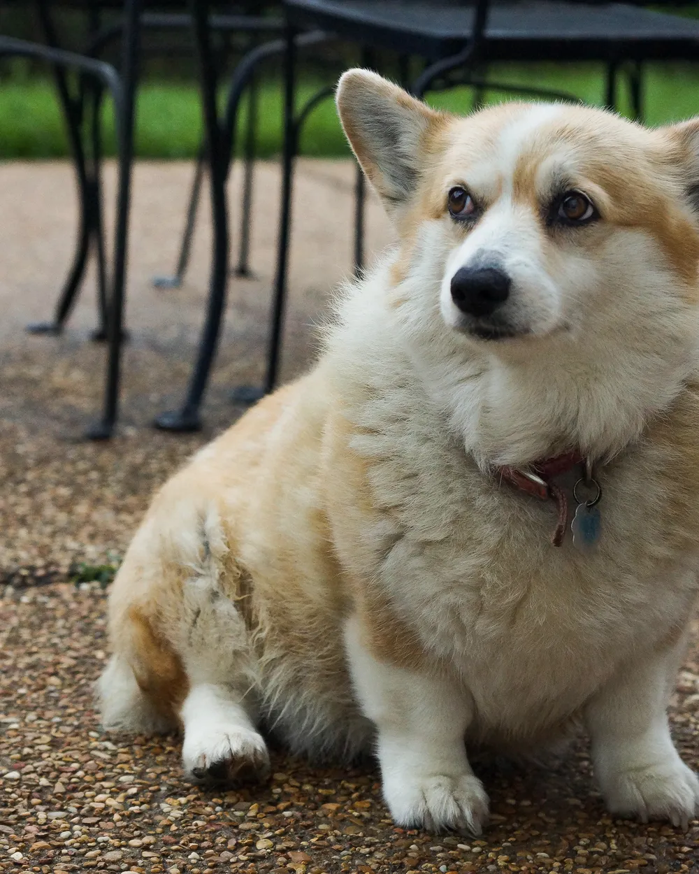 A red-and-white Pembroke Welsh Corgi sitting on a patio