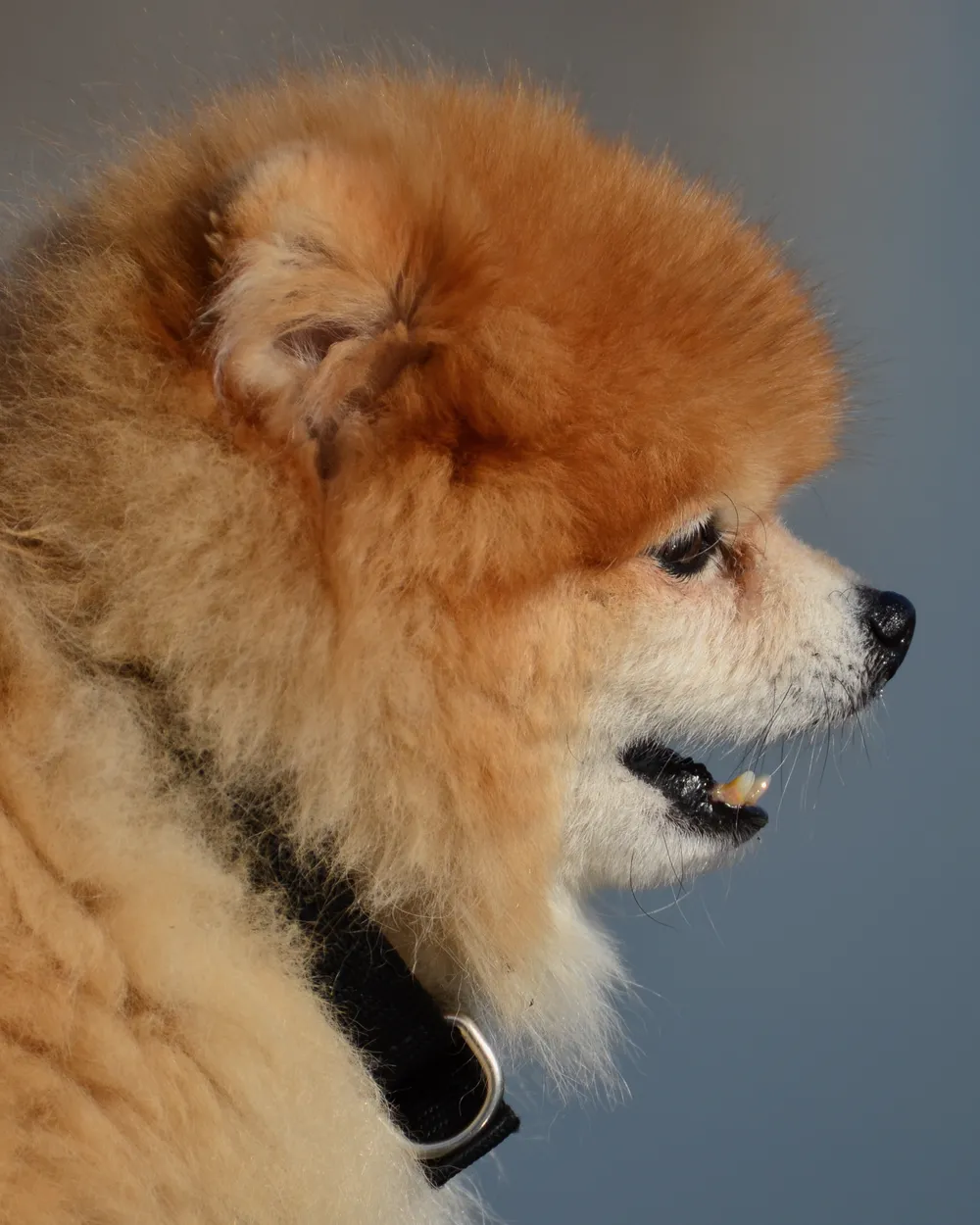 A modern orange Pomeranian in profile