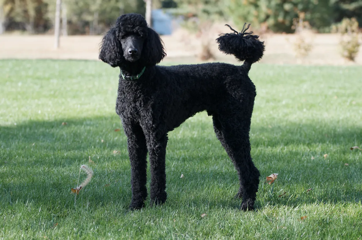 An adult black Standard Poodle in a short sporting clip with a pompom tail, standing alert on a lawn