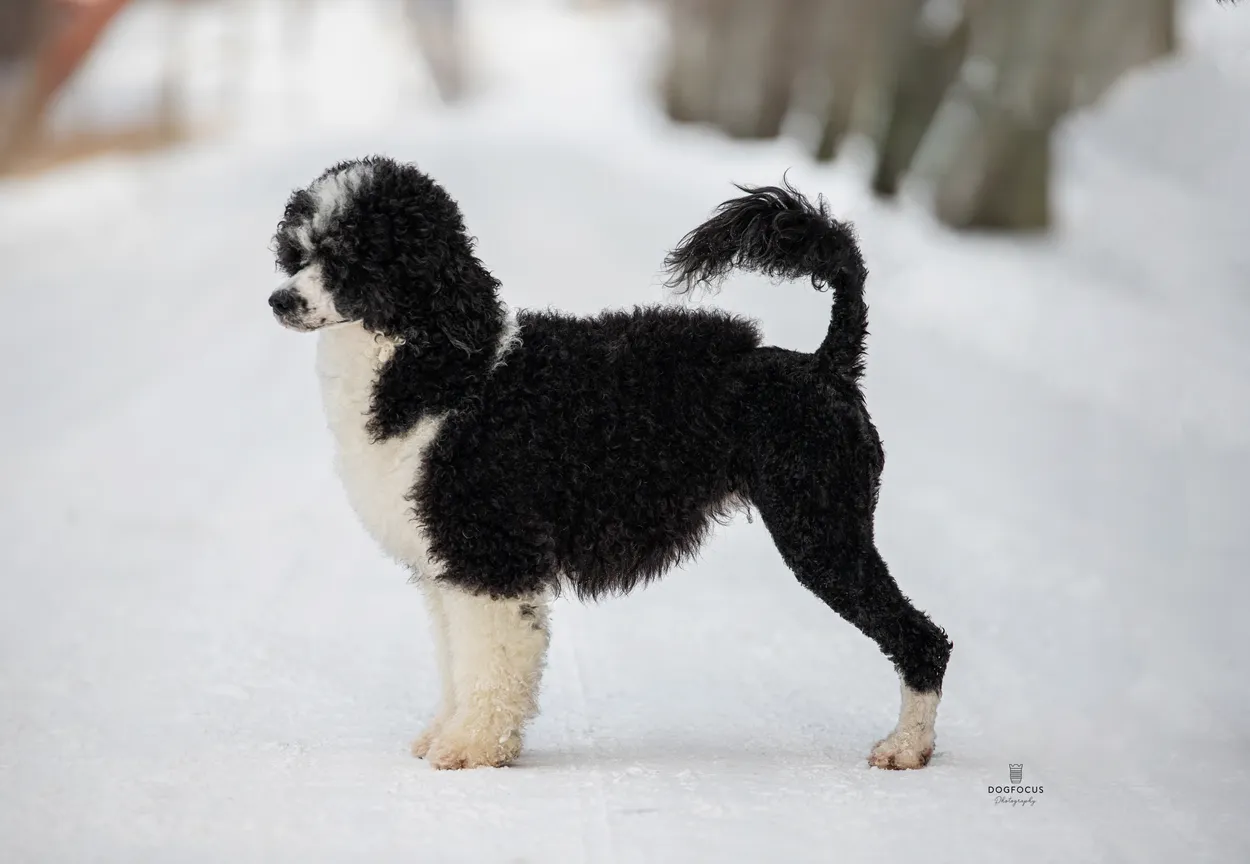 A black-and-white curly-coated Portuguese Water Dog standing side-on in the snow