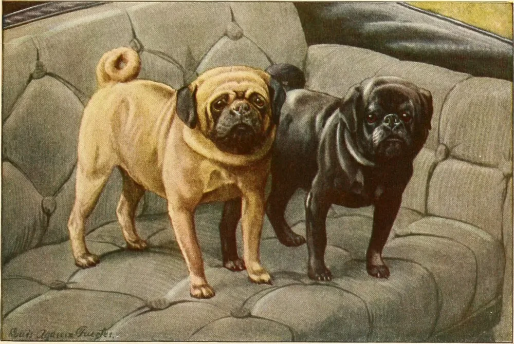 1919 painting of a fawn Pug and a black Pug on a cushion