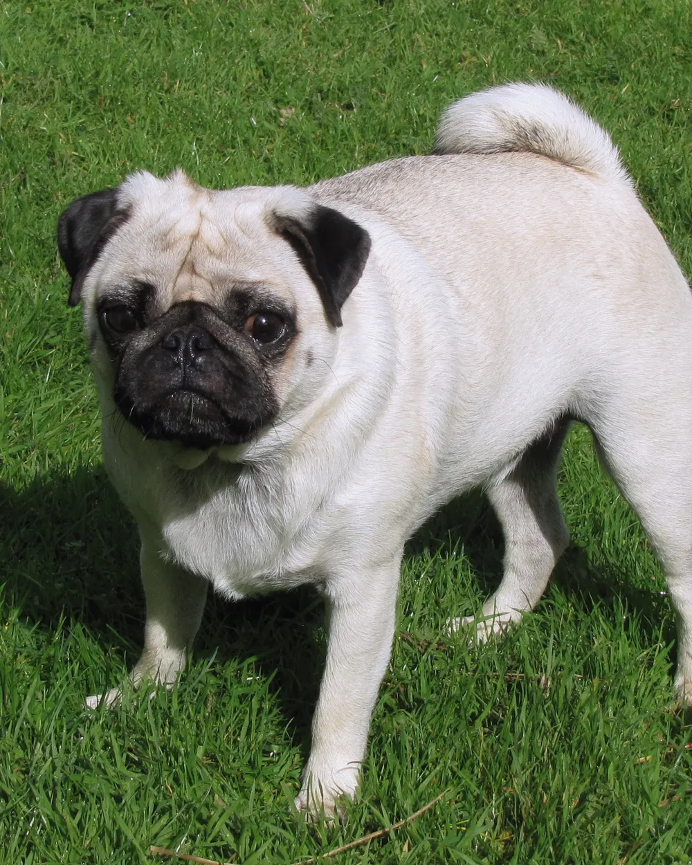A fawn Pug with a black mask standing on grass
