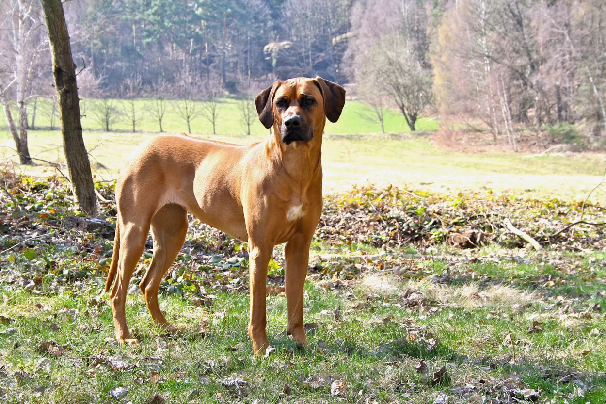 An adult wheaten Rhodesian Ridgeback bitch standing in a meadow, showing the breed's athletic, balanced hound build.