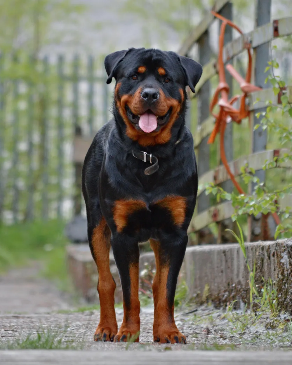 A black-and-tan Rottweiler standing on a garden path