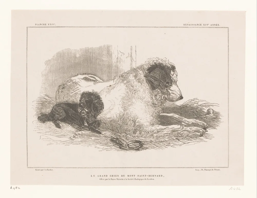 Nineteenth-century engraving of a large hospice dog lying in straw beside a smaller dog
