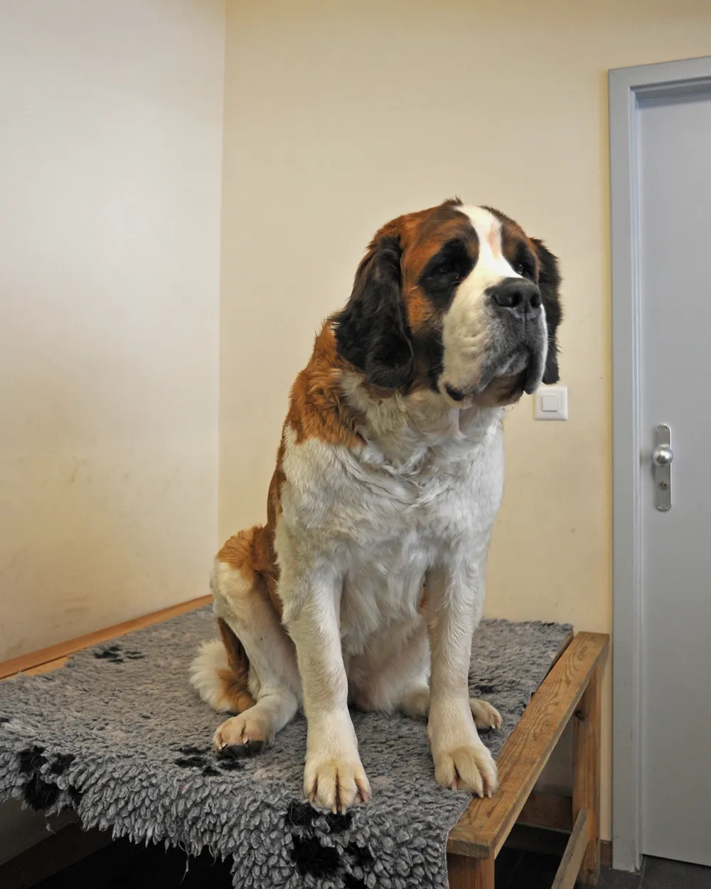 Jella du Grand St. Bernard, an adult Saint Bernard from the Barry Foundation kennel, sitting on a bench: heavy head, deep chest and massive frame
